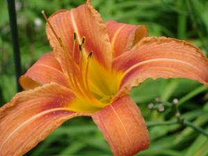 Orange Day Lily Is Poisonous To Pets | Poisonous Plant For Pets